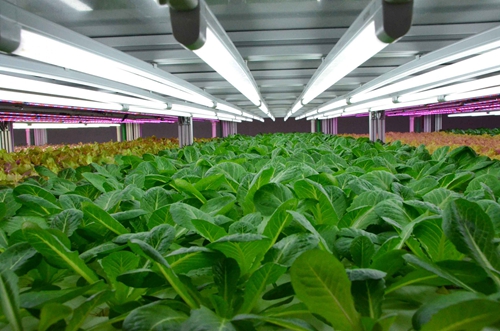 1628589141209754.jpg 1628589141209754.jpg