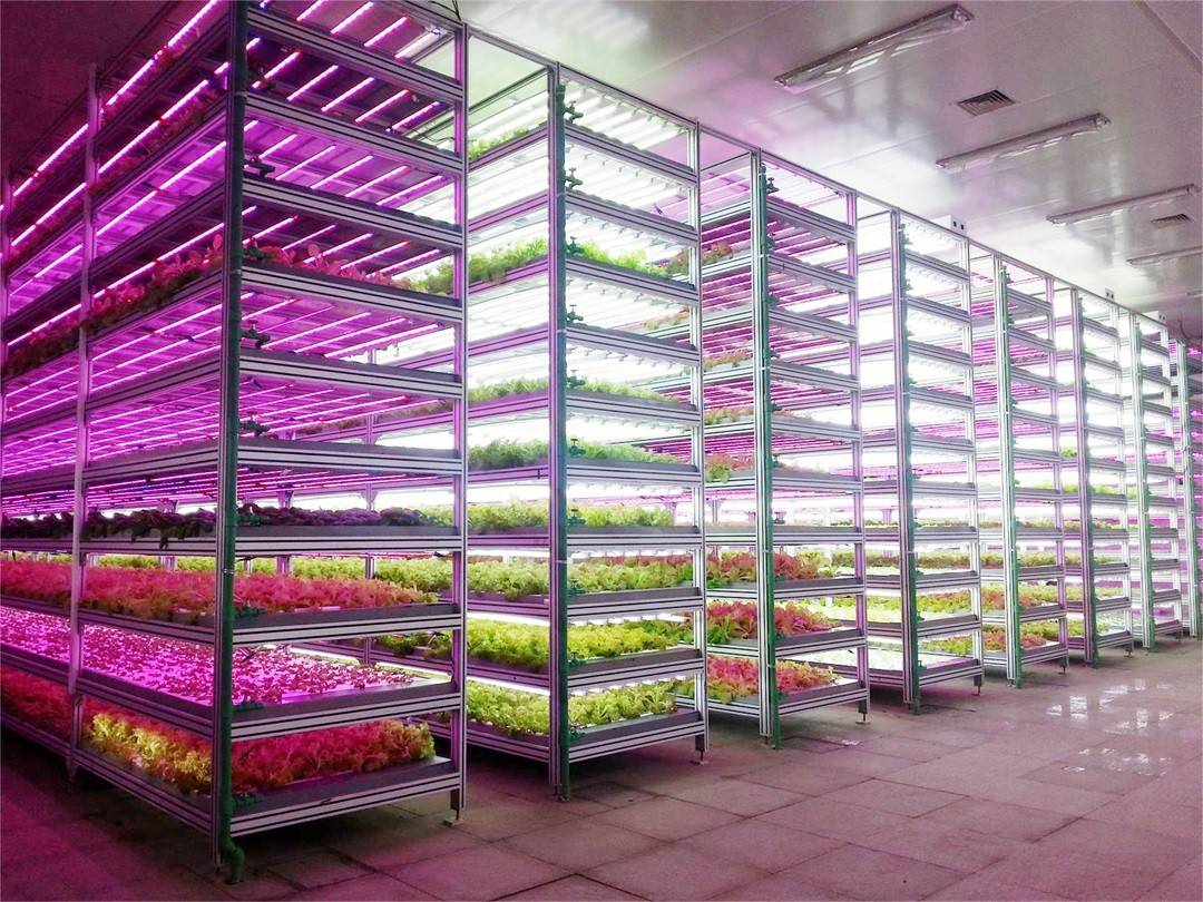 1628589358626199.jpg 1628589358626199.jpg