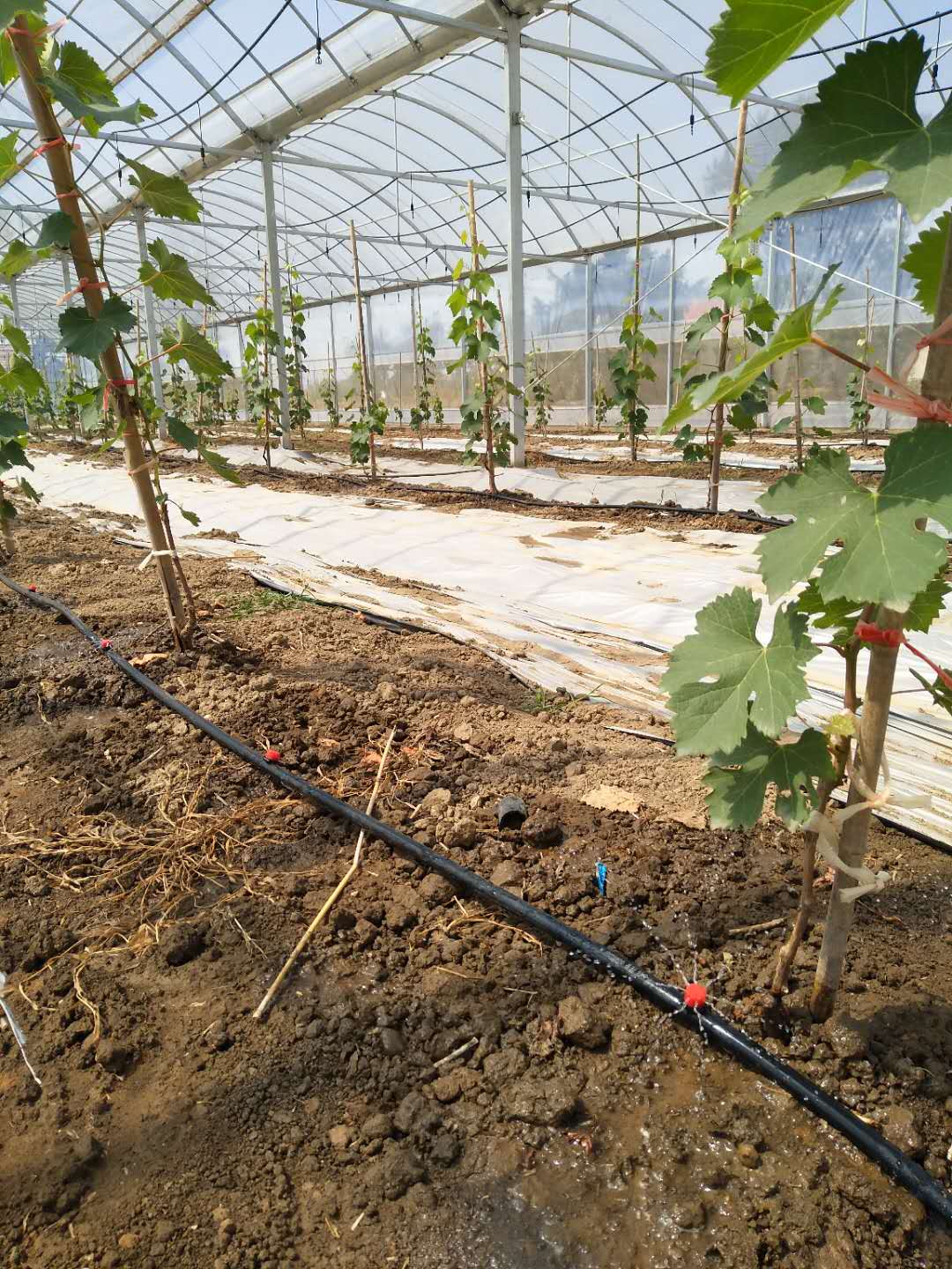 国产91视频网站地址案例