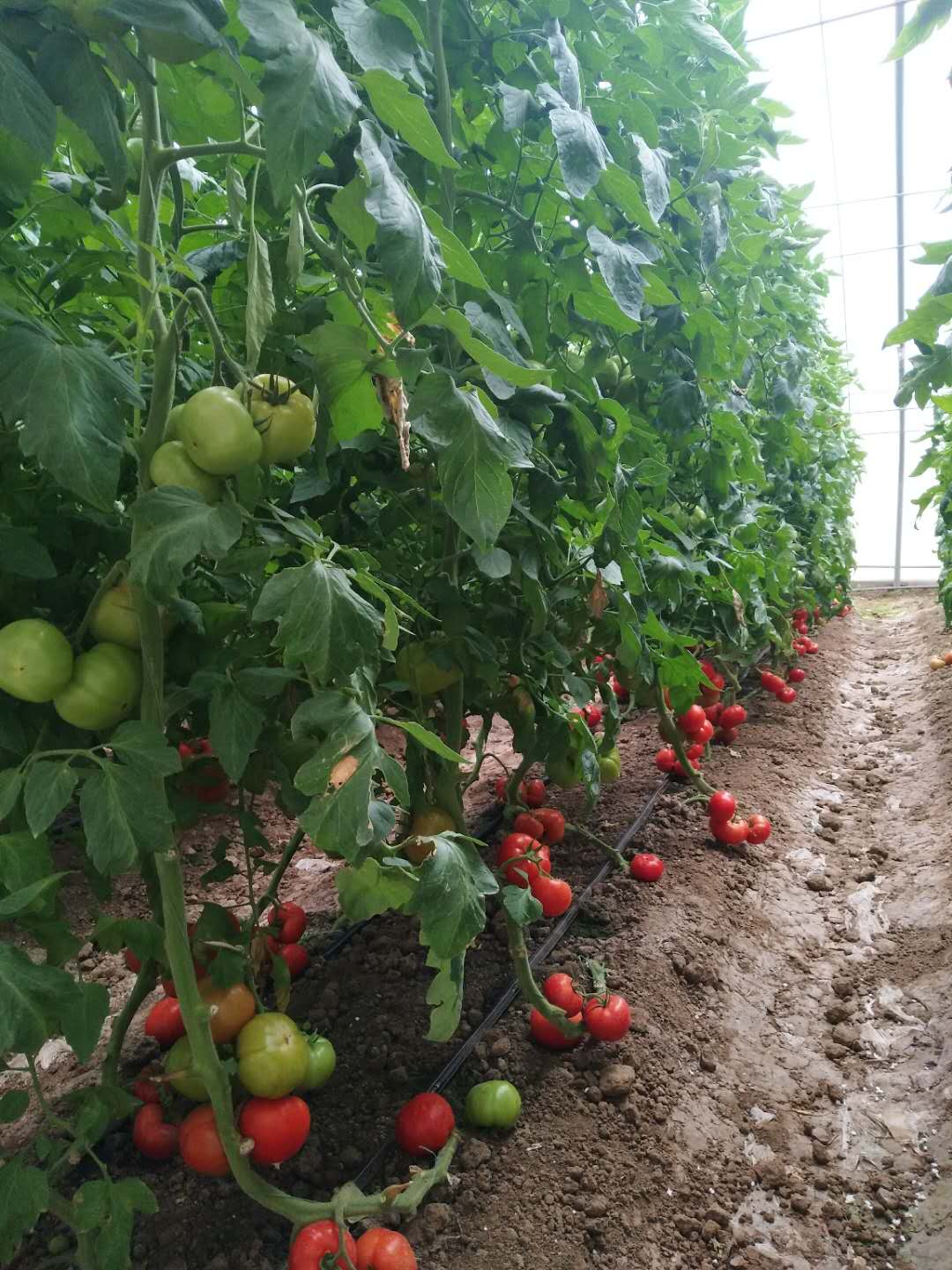 国产91视频网站地址案例