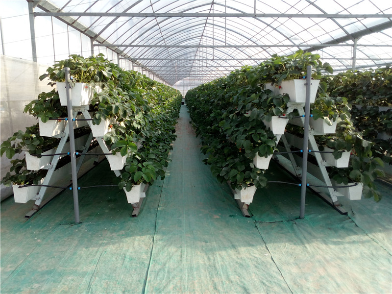 91视频APP在线观看基地