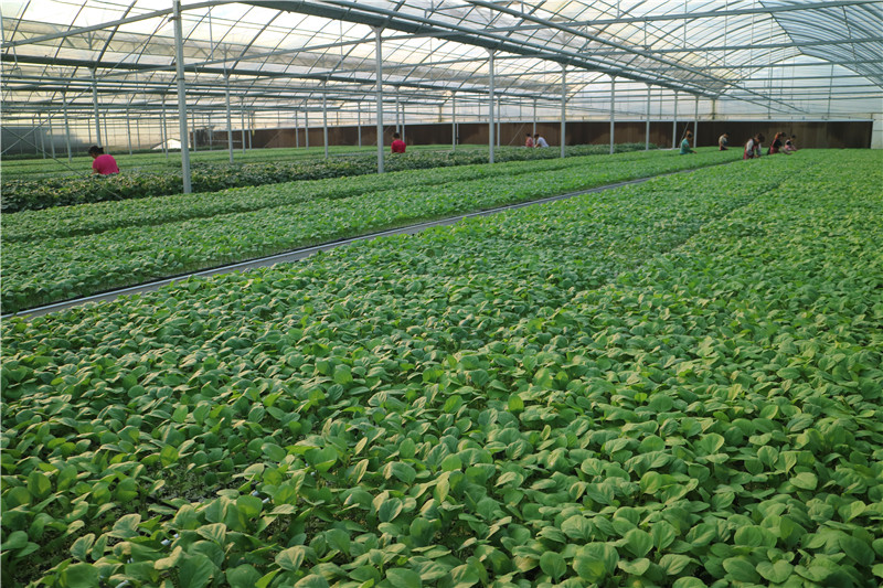 91视频APP在线观看基地